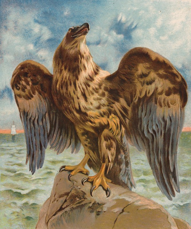 Aquila da English School