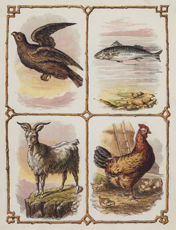Aquila, Pesce, Capra, Gallina da English School