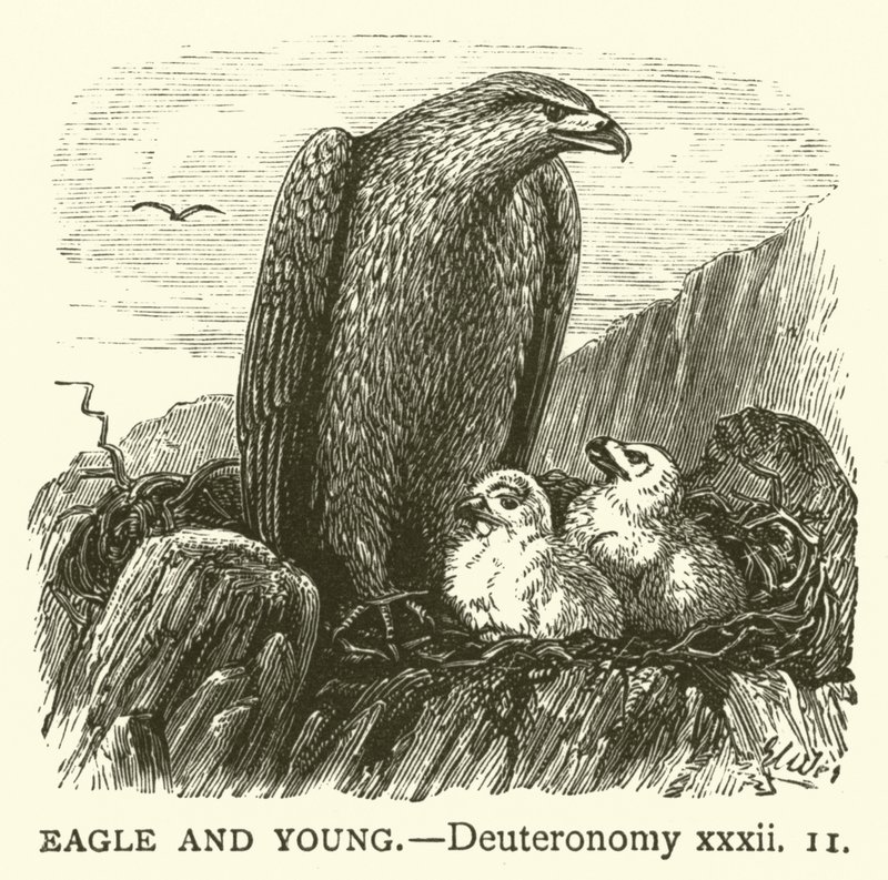 Aquila e Giovani, Deuteronomio, xxxii da English School