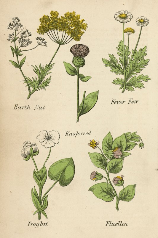 Noce di Terra, Febbre, Centaurea, Ranuncolo, Fluellin da English School