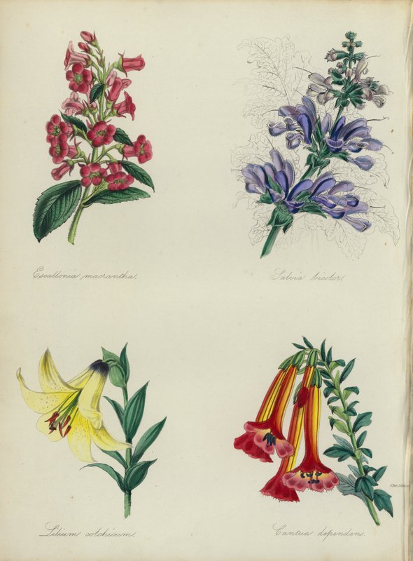 Giardino di fiori inglese: Escallonia macrantha, Salvia bicolar, Lilium colchicum, Cantua dependens da English School