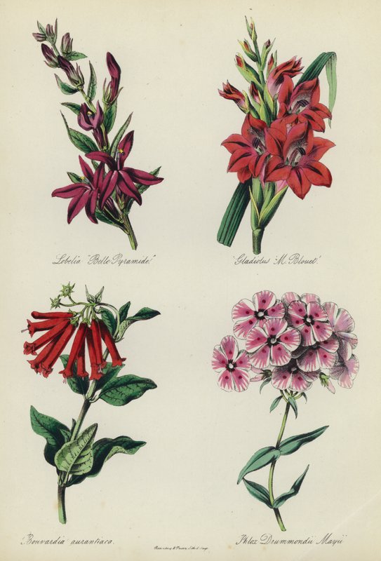 Giardino di fiori inglese: Lobelia "Belle Pyramide", Gladiolus "M Blouet", Bouvardia aurantiaca, Phlox Drummondii Mayii da English School