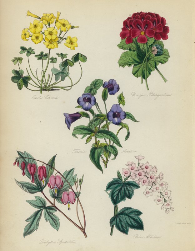 Giardino di fiori inglese: Oxalis Cernua, Pelargonium Unico, Torenia Asiatica, Dielytra Spectabilis, Ribes Albidum da English School