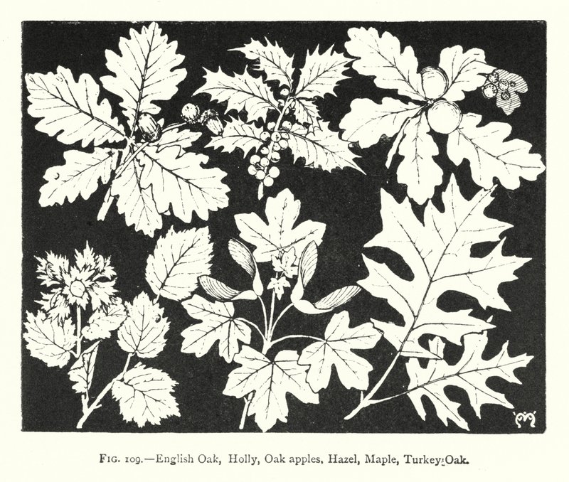 Quercia inglese, Agrifoglio, Galle di quercia, Nocciolo, Acero, Quercia turca (incisione) da English School