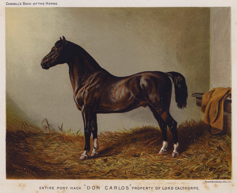 Pony Hack intero "Don Carlos," proprietà di Lord Calthorpe (litografia a colori) da English School