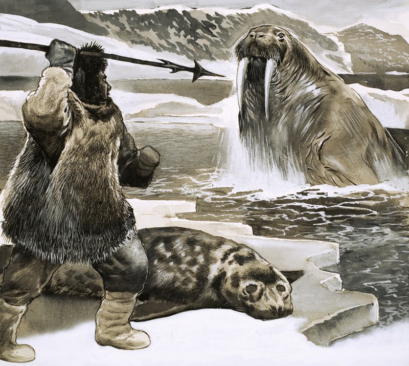 Inuit che attacca un tricheco da English School