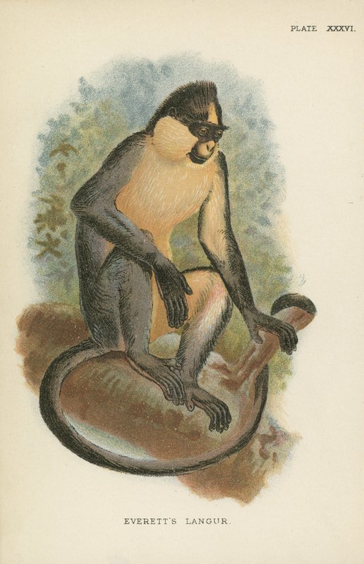Il Langur di Everett da English School