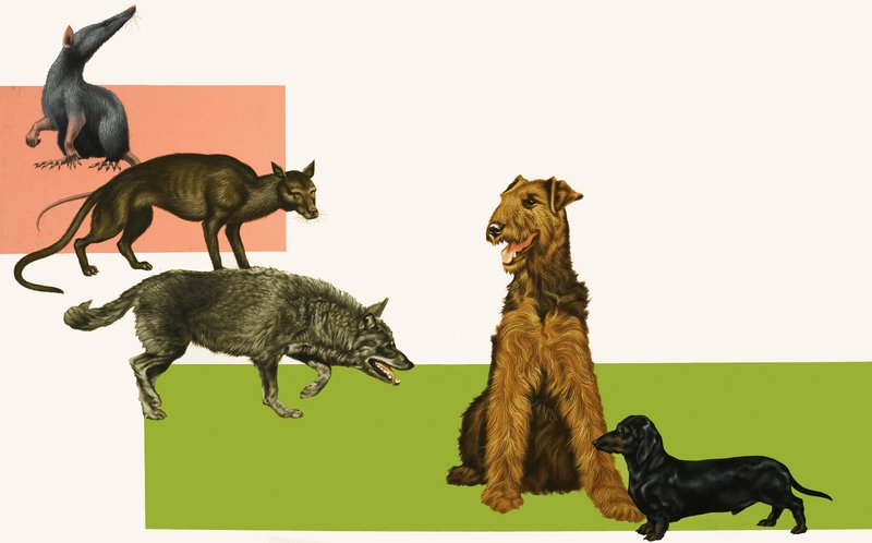 Evoluzione del cane da English School