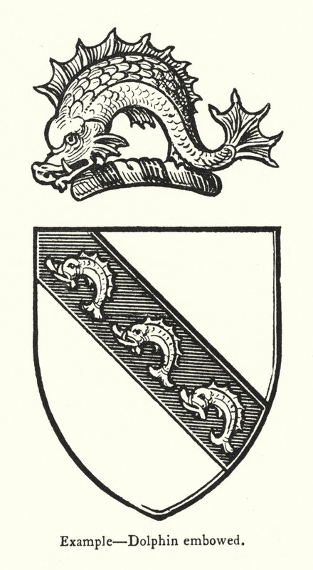Esempio, delfino arcuato da English School