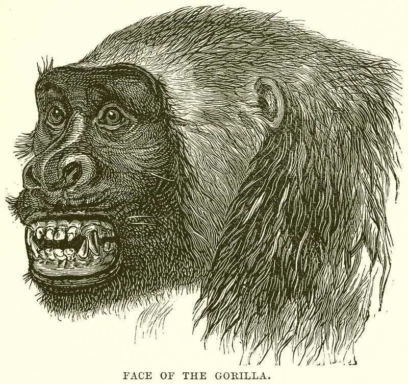 Volto del gorilla da English School