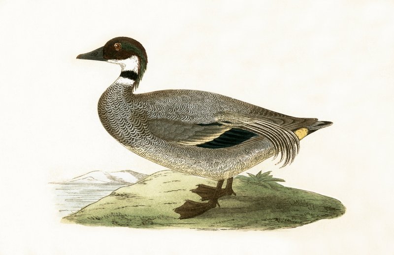 Alzavola falcata, illustrazione da 