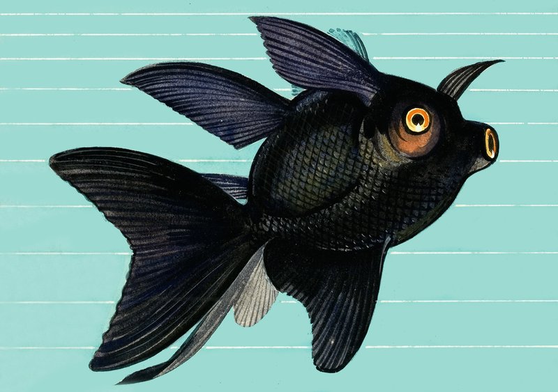 Fantail Blackmoor da English School