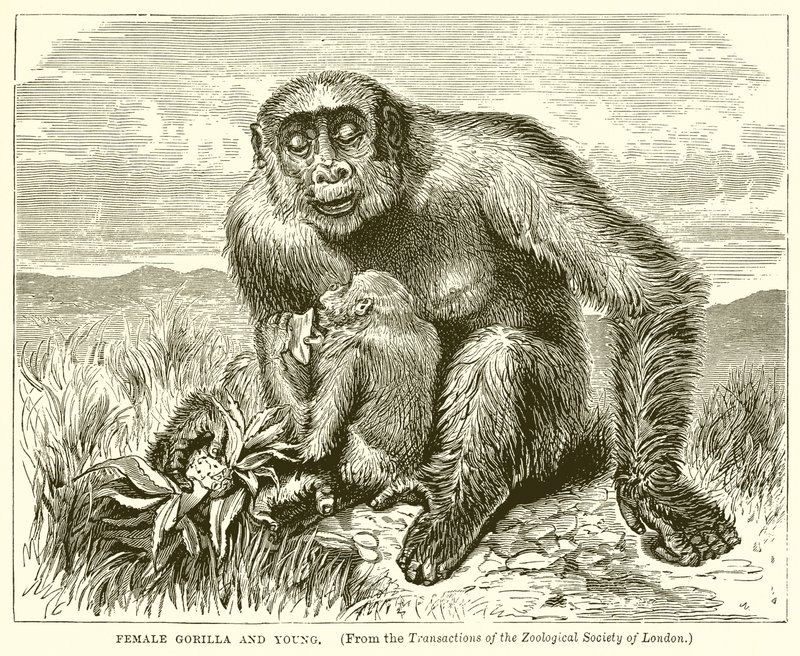 Gorilla femmina e giovane da English School