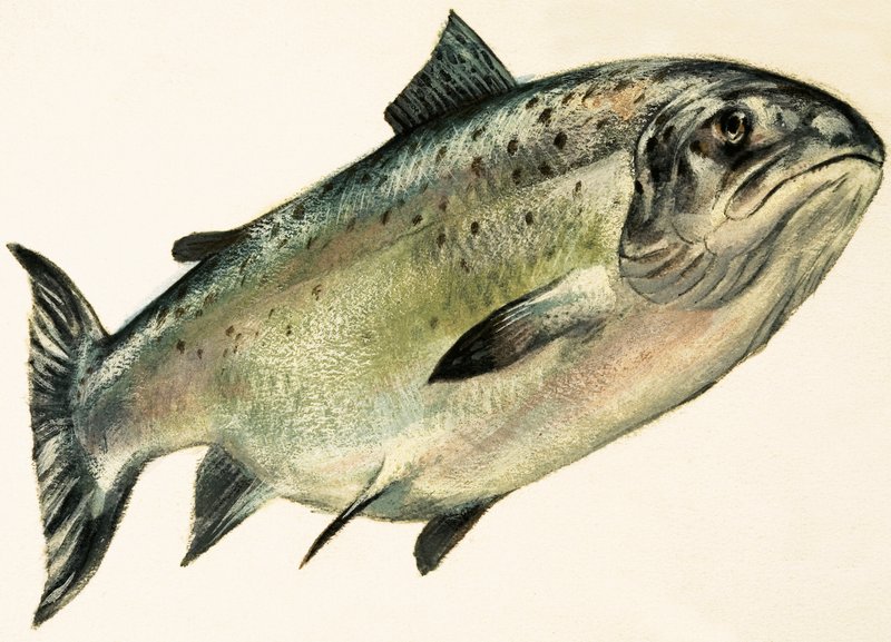 Salmone femmina da English School