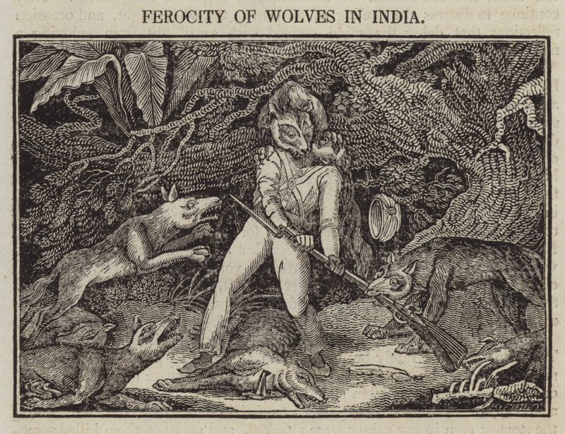 Ferocia dei lupi in India da English School