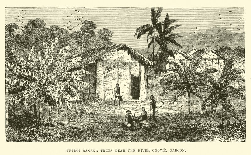 Alberi di banana feticcio vicino al fiume Ogowe, Gabon da English School