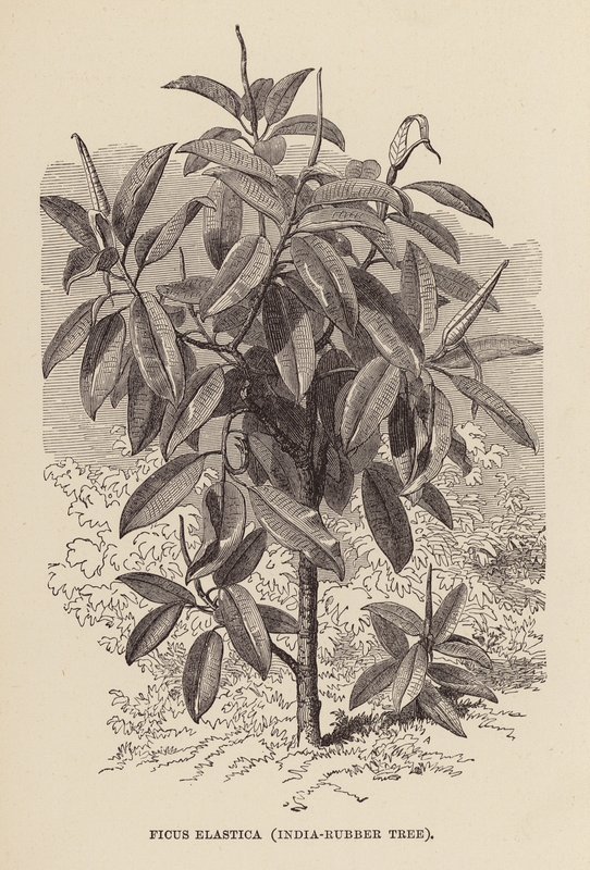 Ficus Elastica, albero della gomma da English School