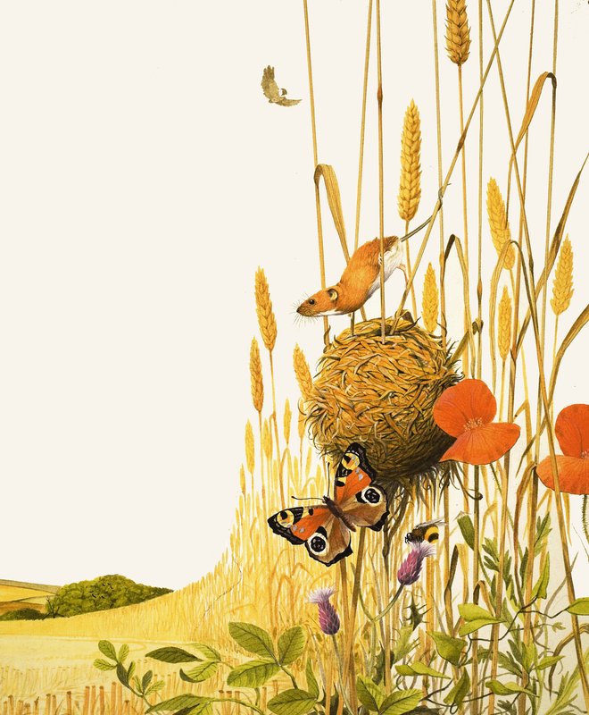 Topo di campagna e farfalla da English School