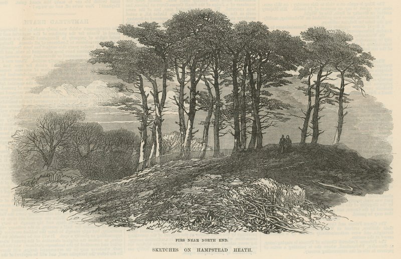 Abeti vicino al nord, Hampstead Heath da English School