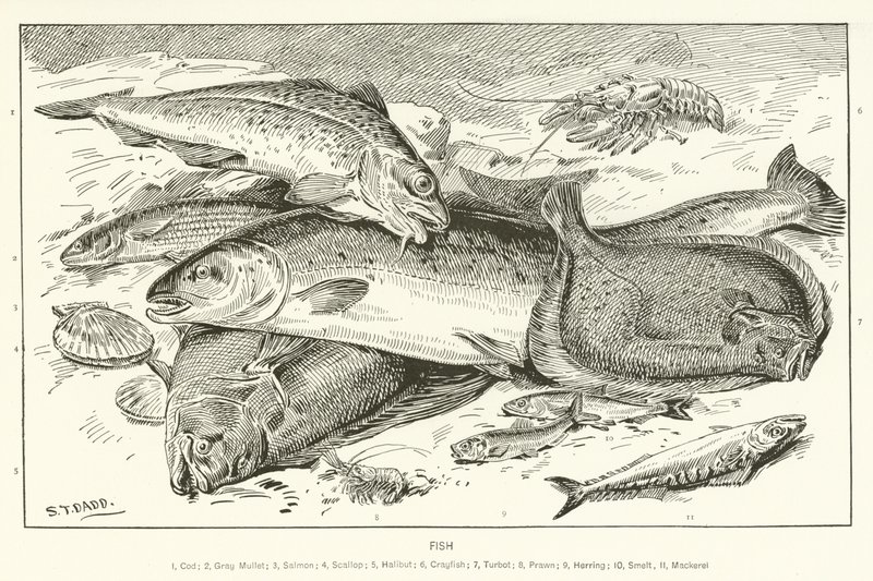 Pesce da English School