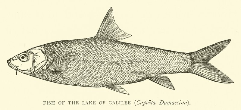 Pesce del Lago di Galilea, Capoeta Damascina da English School