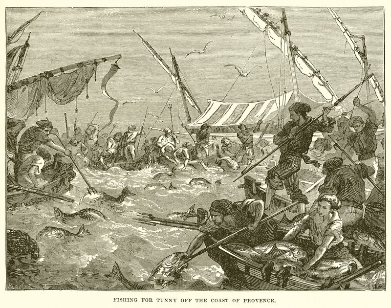 Pesca del tonno al largo della costa della Provenza da English School
