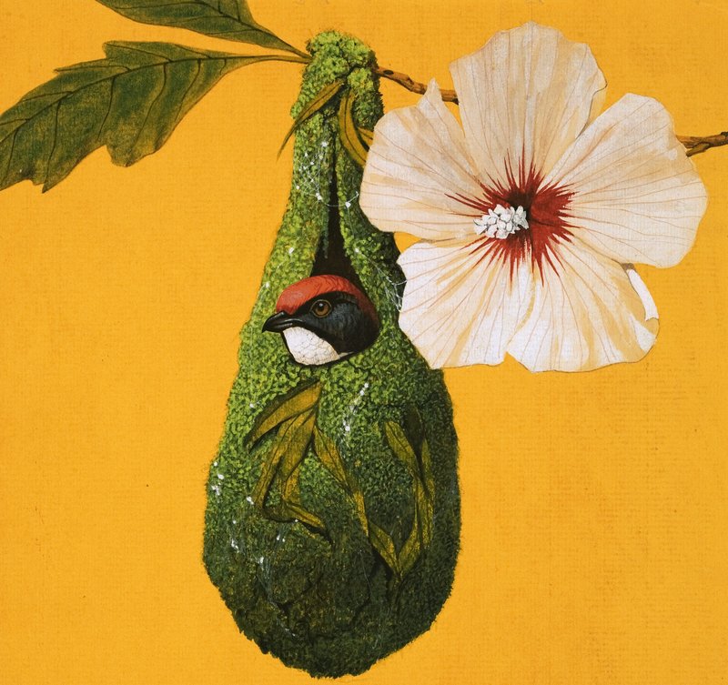 Uccello fiore-pecker dall