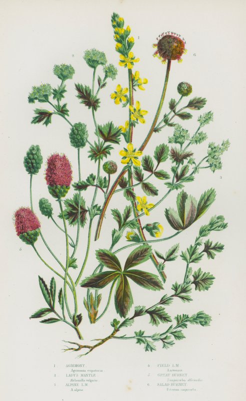 Piante da fiore della Gran Bretagna: Agrimonia, Mantello della signora, Mantello della signora alpino, Mantello della signora dei campi, Pimpinella maggiore, Pimpinella insalata da English School