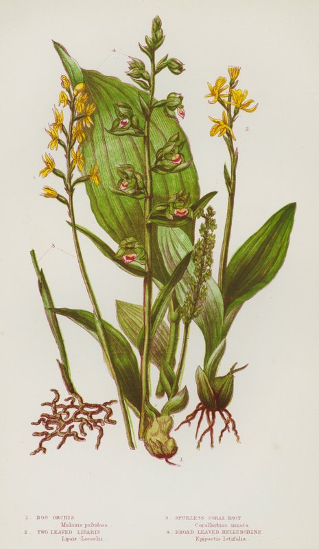 Blühende Pflanzen Großbritanniens: Sumpf-Orchis, Zweiblättrige Liparis, Spornlose Korallenwurzel, Breitblättrige Helleborine von English School