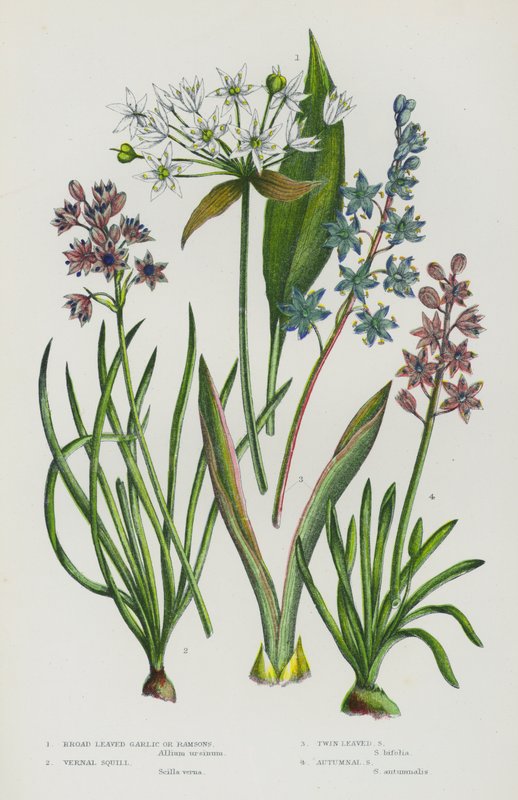 Piante da fiore della Gran Bretagna: Aglio orsino, Scilla verna, Scilla bifolia, Scilla autunnale da English School