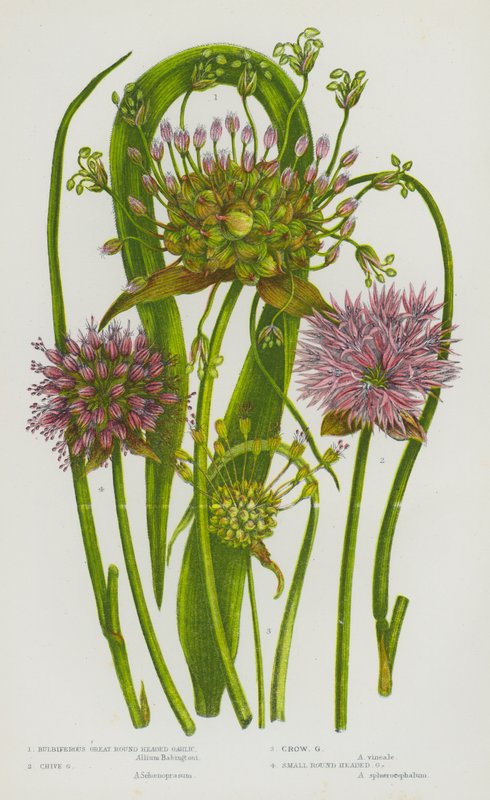 Piante da fiore della Gran Bretagna: Aglio bulbifero, Aglio cipollino, Aglio delle vigne, Aglio a testa piccola da English School