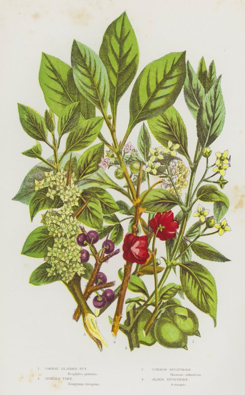 Piante da fiore della Gran Bretagna: Nocciolo comune, Albero del fuso, Spino cervino comune, Spino cervino nero da English School
