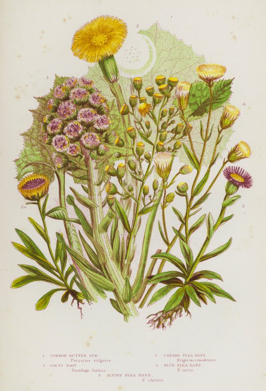 Blühende Pflanzen Großbritanniens: Gemeine Pestwurz, Huflattich, Kanadisches Flohkraut, Blaues Flohkraut, Alpen-Flohkraut von English School