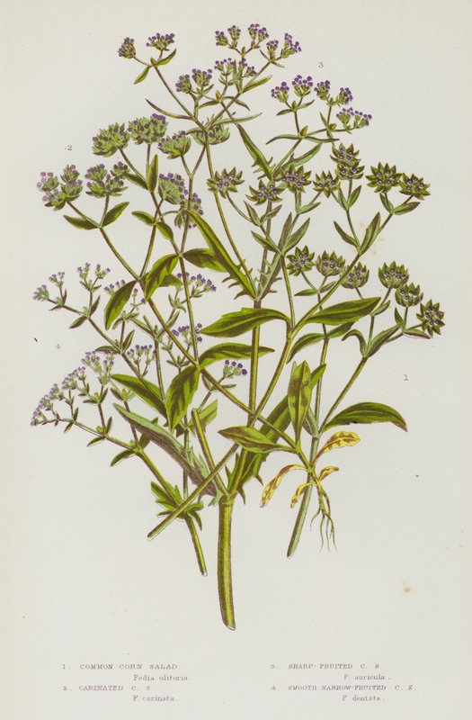 Piante da fiore della Gran Bretagna: Valerianella comune, Valerianella carinata, Valerianella a frutto acuto, Valerianella a frutto liscio da English School