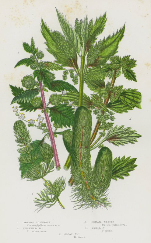 Piante da fiore della Gran Bretagna: Ceratophyllum demersum, Ceratophyllum submersum, Urtica pilulifera, Urtica urens, Urtica dioica da English School