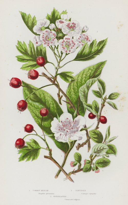 Piante da fiore della Gran Bretagna: Nespolo comune, Biancospino, Cotoneaster da English School