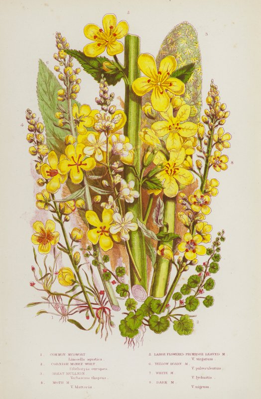 Piante da fiore della Gran Bretagna: Erba delle paludi comune, Erba delle paludi della Cornovaglia, Verbasco grande, Erba delle paludi della falena, Erba delle paludi a foglia di primula a fiore grande, Erba delle paludi gialla e grigia, Erba delle paludi  da English School