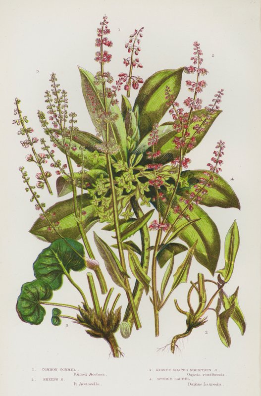 Blühende Pflanzen Großbritanniens: Gemeiner Sauerampfer, Schaf-Sauerampfer, Nierenförmiger Berg-Sauerampfer, Wolfsmilch von English School