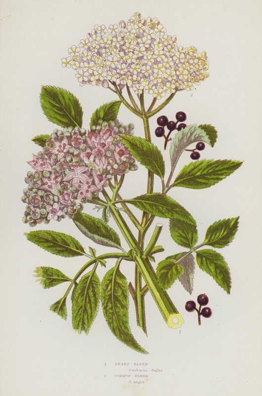 Piante da fiore della Gran Bretagna: Sambuco nano, Sambuco comune da English School