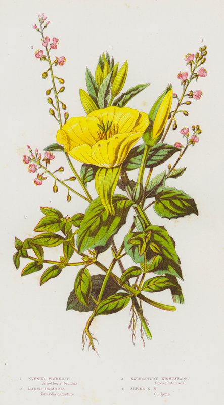 Piante da fiore della Gran Bretagna: Enagra, Isnardia palustre, Erba magica, Erba magica alpina da English School