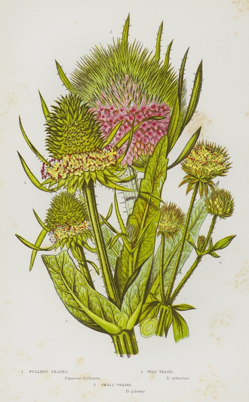 Piante da fiore della Gran Bretagna: Cardo dei follatori, Cardo selvatico, Cardo piccolo da English School