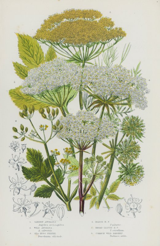Piante da fiore della Gran Bretagna: Angelica da giardino, Angelica selvatica, Finocchio marino, Finocchio di palude, Finocchio a foglia larga, Pastinaca selvatica comune da English School