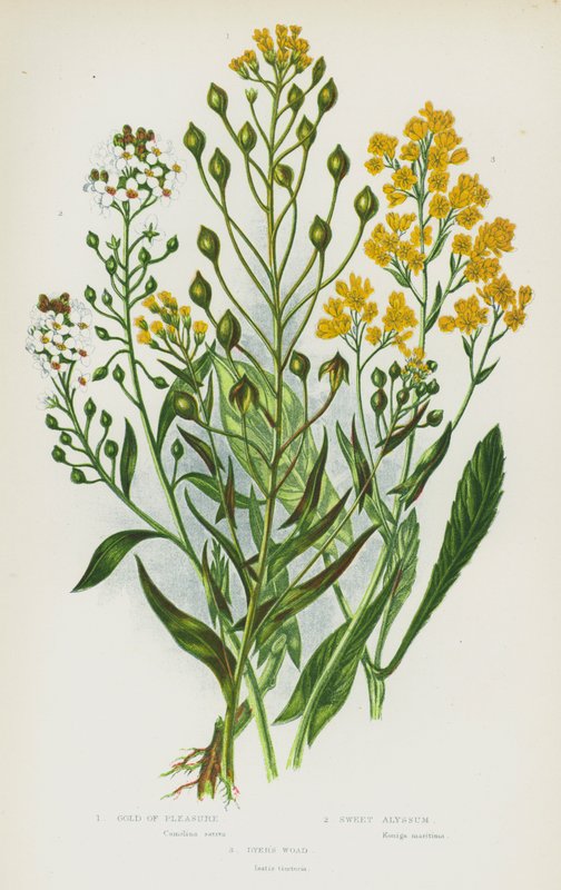 Piante da fiore della Gran Bretagna: Oro del piacere, Alisso dolce, Guado dei tintori da English School