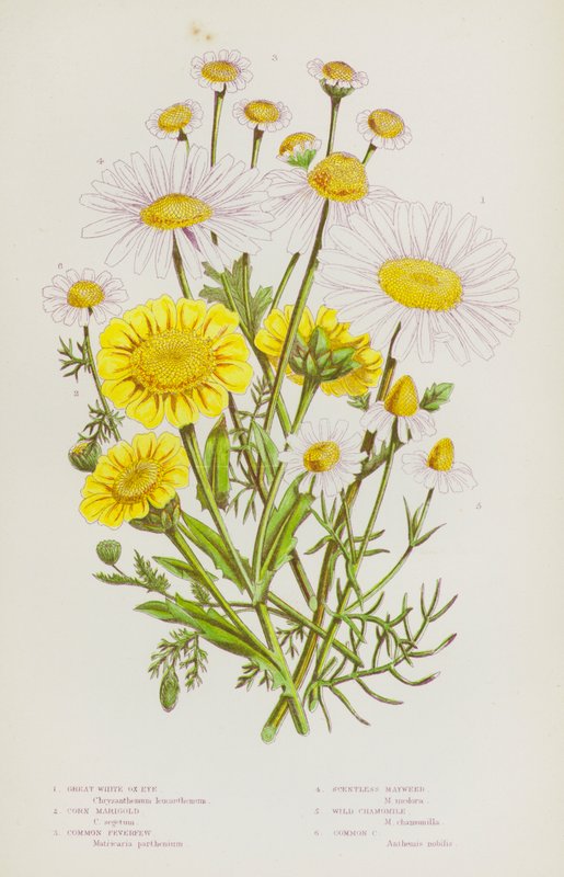 Piante da fiore della Gran Bretagna: Margherita maggiore, Calendula dei campi, Febbre comune, Camomilla inodore, Camomilla selvatica, Camomilla comune da English School
