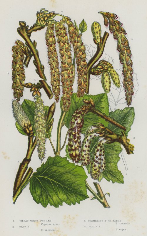 Piante da fiore della Gran Bretagna: Pioppo bianco grande, Pioppo grigio, Pioppo tremulo, Pioppo nero da English School