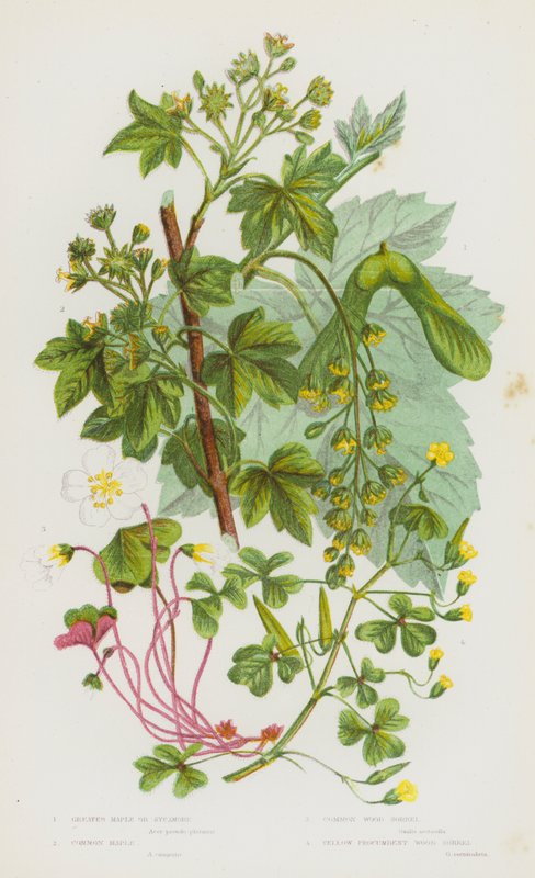 Piante da fiore della Gran Bretagna: Acero maggiore o sicomoro, Acero comune, Acetosella comune, Acetosella gialla prostrata (litografia a colori) da English School