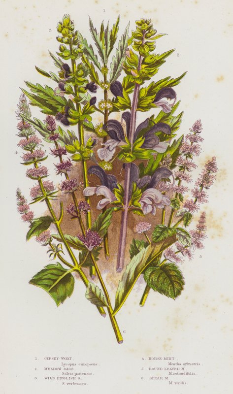 Piante da fiore della Gran Bretagna: Erba di San Giovanni, Salvia dei prati, Salvia inglese selvatica, Menta cavallina, Menta a foglie rotonde, Menta a foglie lanceolate da English School