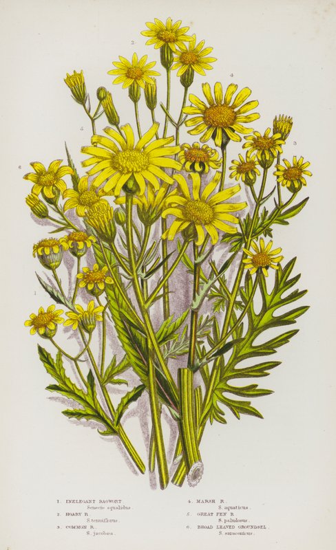Piante da fiore della Gran Bretagna: Senecione inelegante, Senecione grigio, Senecione comune, Senecione delle paludi, Senecione delle grandi paludi, Senecione a foglie larghe da English School
