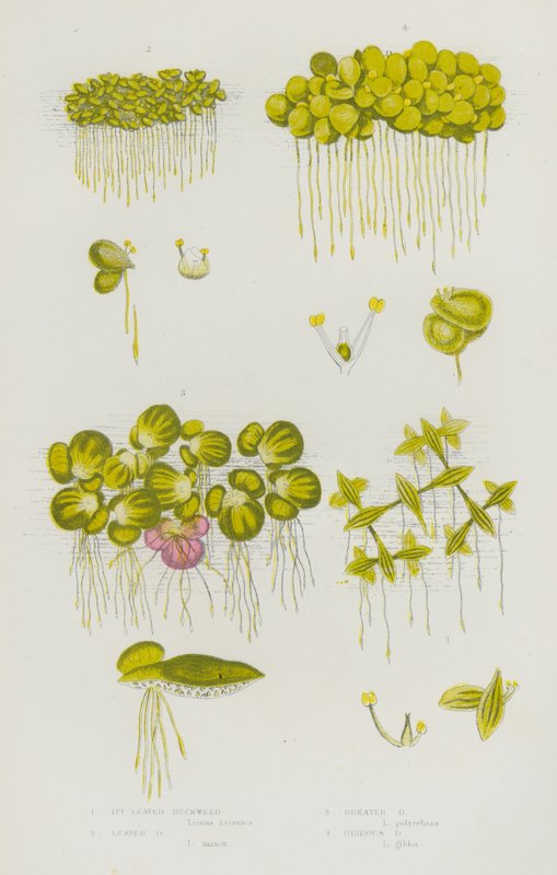 Piante da fiore della Gran Bretagna: Lemna trisulca, Lemna minor, Lemna gibba da English School