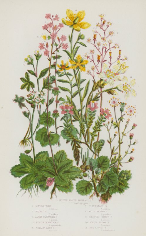 Piante da fiore della Gran Bretagna: Sassifraga a foglie reniformi, Sassifraga stellata, Sassifraga alpina a grappolo, Sassifraga montana viola, Sassifraga gialla di palude, Sassifraga gialla di montagna, Sassifraga bianca di prato, Sassifraga bulbosa pend da English School